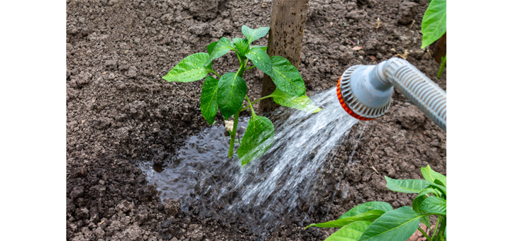 Growing for Fall and Still More Ways to Prevent Pests and Disease